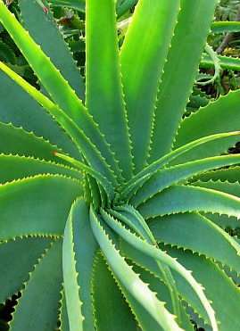 Naturopathic Philosophy