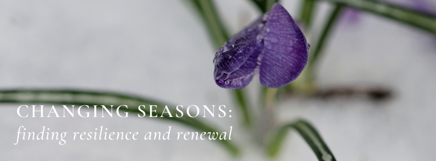 finding resiliance and renewal in the changing of seasons a flower blooming in the winter snow